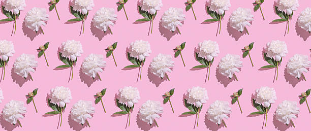 istock Floral pattern featuring white peonies on a vibrant pink background created for creative design purposes 2228338138