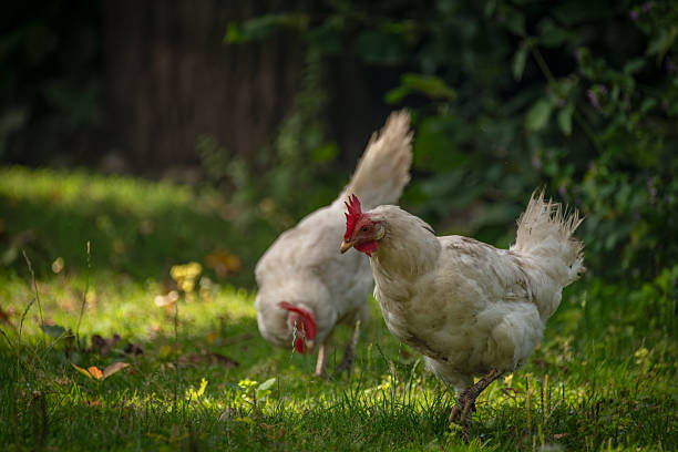 istock Hens in green grass in hot sunny summer day 2228338148