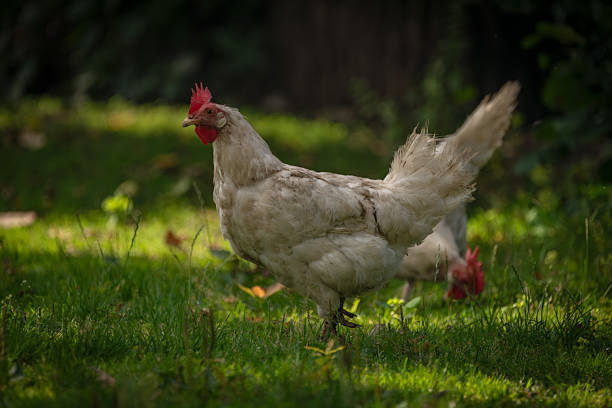 istock Hens in green grass in hot sunny summer day 2228338199