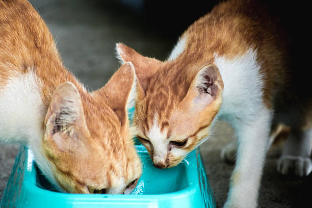A baby orange cat eats from a bowl.