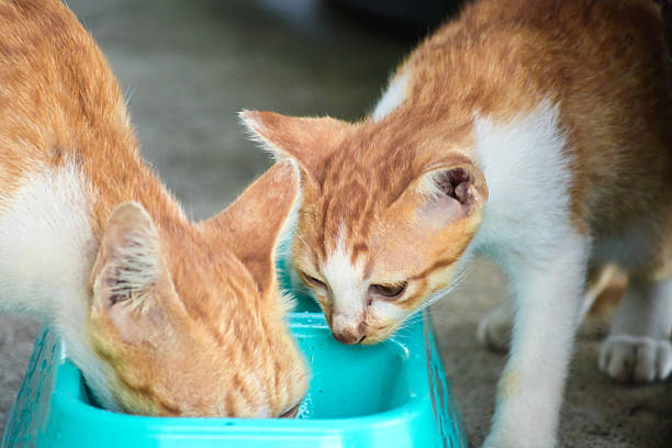 A baby orange cat eats from a bowl.