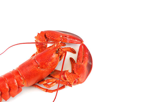 single cooked red lobster isolated on white background