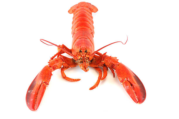 istock single cooked red lobster isolated on white background 2228338531