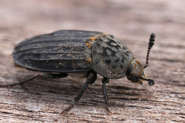 istock Closeup on a Carrion feed beetle, Thanatophilus sinuatus, Silphidae 2228339763