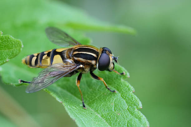 istock Closeup on a  tiger hoverfly, Helophilus pendulus on a green leaf 2228339977