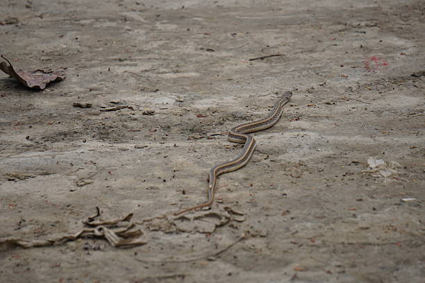 a snake moves through the desert in western Namibia