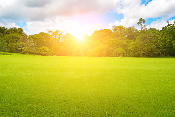 istock Sunrise in tropical park with green grass and beautiful trees. 2228340313