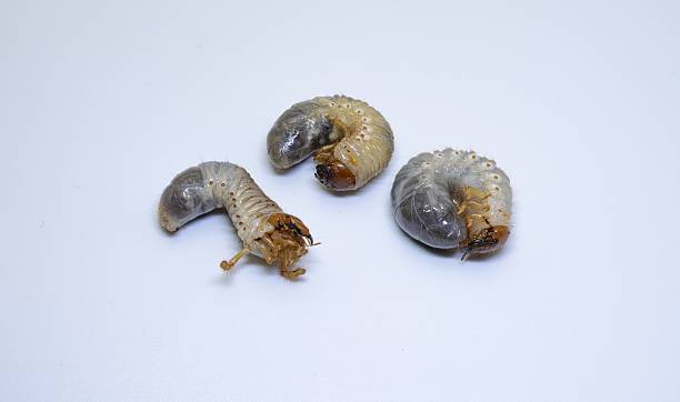 istock Chafer beetle larvae isolated on white background 2228341341