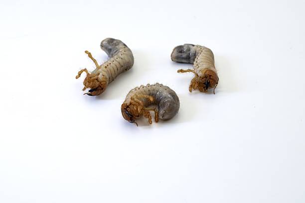 istock Chafer beetle larvae isolated on white background 2228341352
