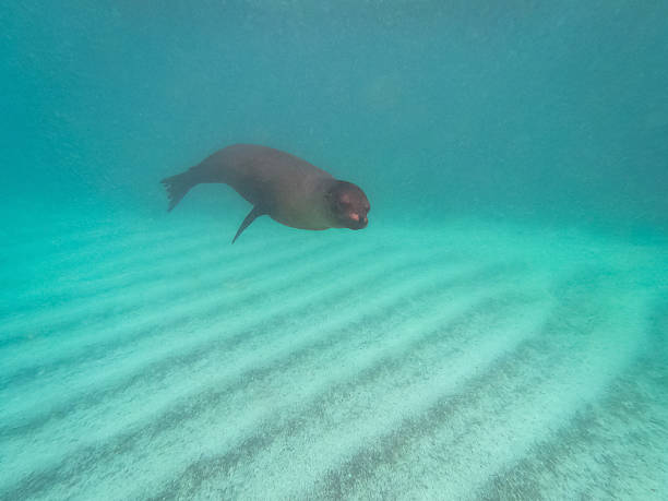 istock Seal underwater, diving, galapagos island 2228342204