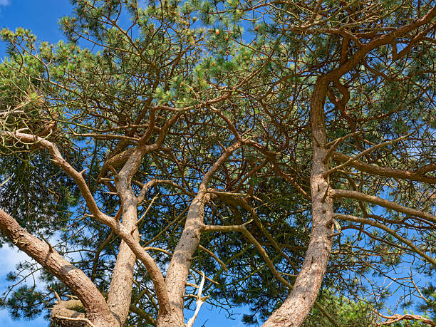 A low-angle view shows the trunks and branches of several tall pine trees. Green needles adorn the branches, contrasting with the bark and the bright blue sky.