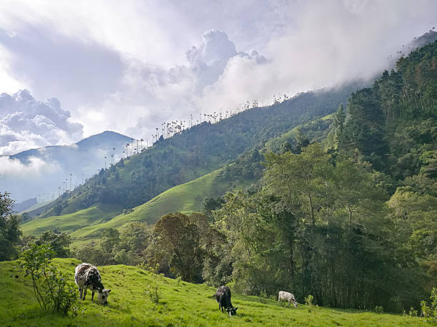 istock hiking trail in valle de cocora, colombia 2228342209