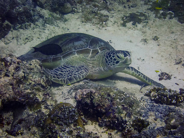 istock sleeping sea turtle, sipadan, malaysia 2228342572