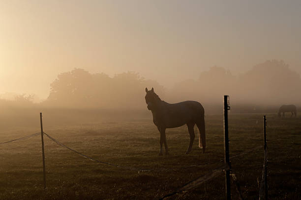 Sunset in autumn with fog in Appen, Germany