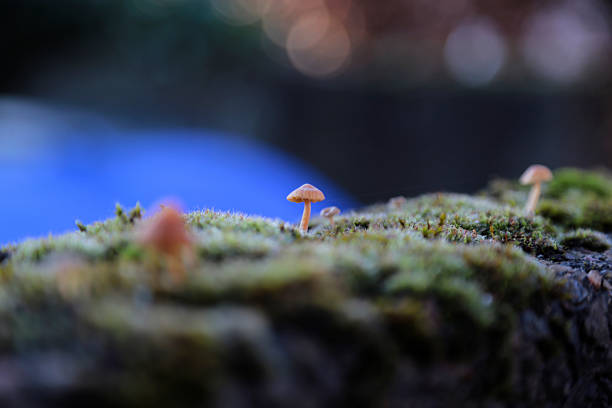 istock group of mushroom 2228343889