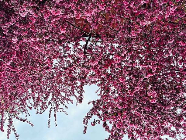 Dreamy View of a Pink Flowering Tree from Below