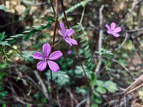 Purple Wild Geranium Flowers in a Forest