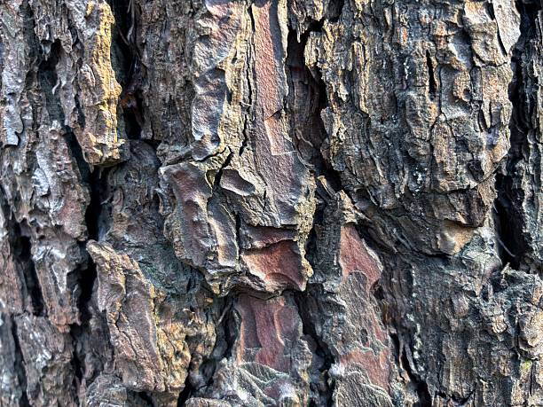 Detailed Close-up of a Pine Tree Trunk Bark