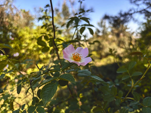 Single Pink Wild Rose Blooming in a Forest