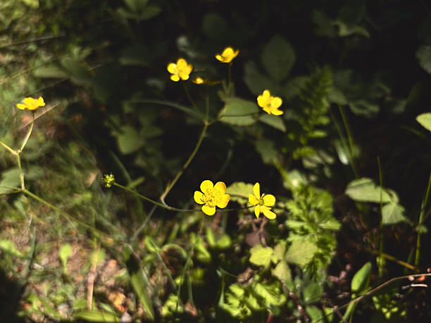istock Small Yellow Wildflowers in a Sun-dappled Forest 2228344745