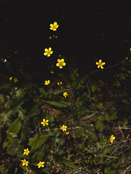istock Bright Yellow Buttercups Against a Dark Background 2228344751