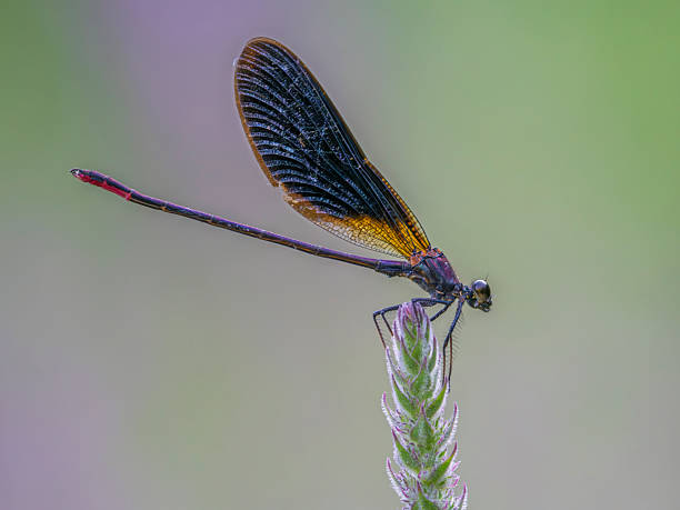 istock Close-up of a damselfly dragonfly on a twig 2228344869