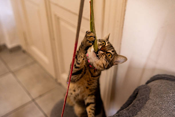 istock Playful house cat chewing on a toy at home 2228346881