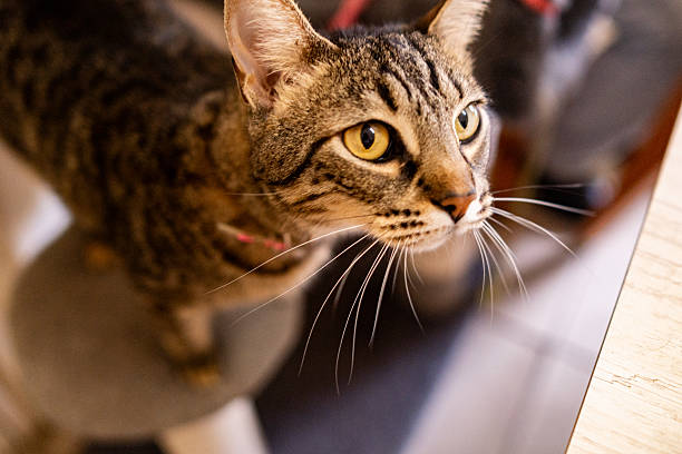 istock Domestic cat at home 2228346888