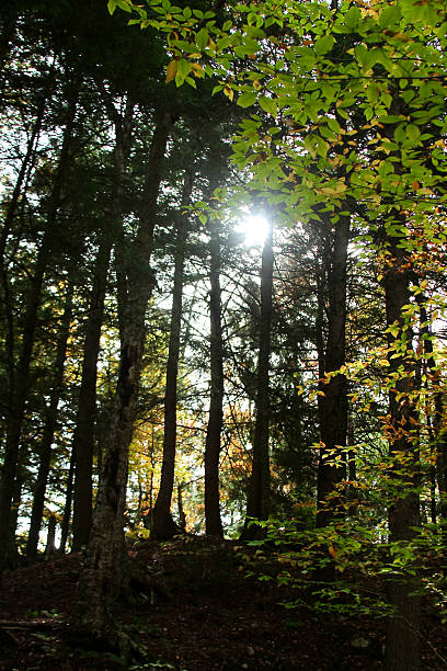 Nature or environment