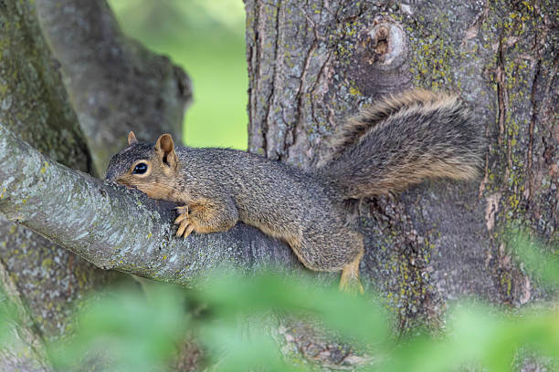 istock Squirrel Laying on a Branch in Summer 2228352884