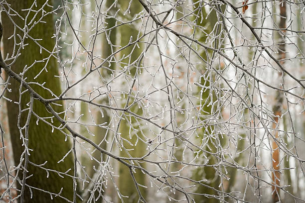 istock Tree trunk and frozen frost branch 2228354271