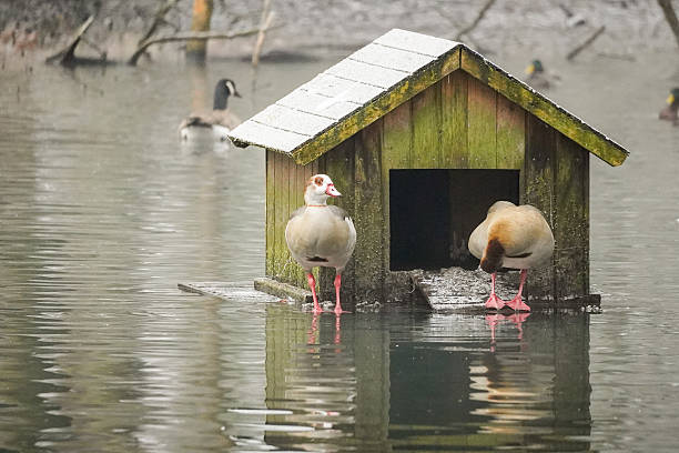 Two Egyptian goose birds (Alopochen aegyptiaca) standing on an edge of a floating bird water house in a lake in the forest, North Rhine-Westphalia, Germany
