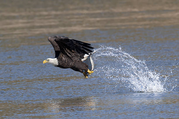 istock Bald Eagle Flying with a Caught Fish in Its Talons out of Water 2228356240