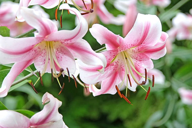 istock Pink and white tree lily, Lilium 'Anastasia', in flower. 2228357231