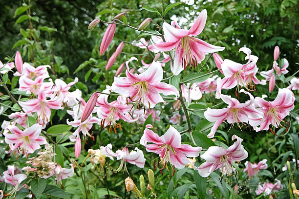 istock Pink and white tree lily, Lilium 'Anastasia', in flower. 2228357238
