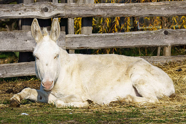 A rare Austrian-Hungarian white Baroque donkey with cremello coat and blue eyes rests on straw in a rural setting