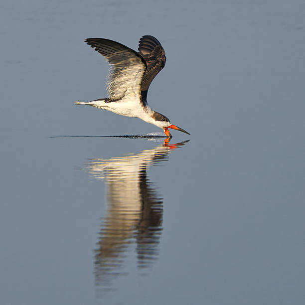 istock Black Skimmer in Flight Skimming Water 2228360306