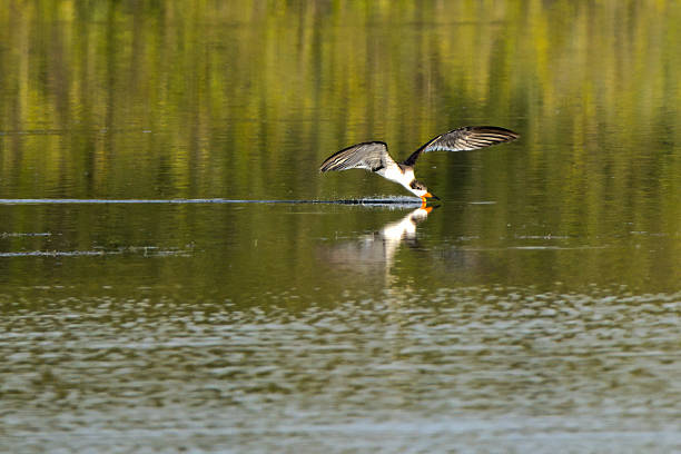istock Black Skimmer in Action Over Tranquil Lake 2228360317