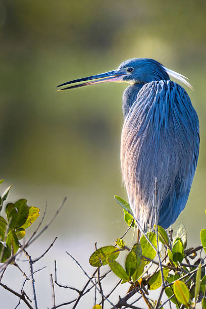 istock Tricolored Heron in Natural Habitat 2228360368