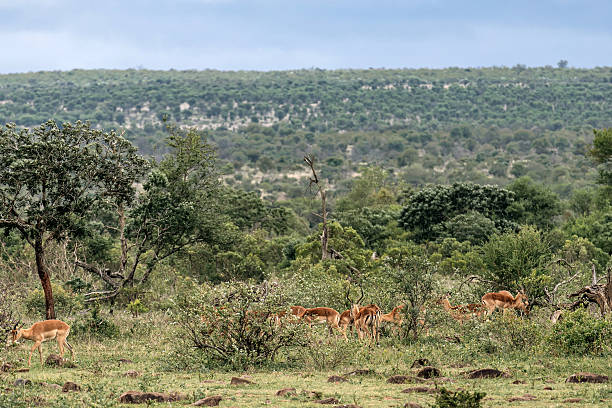 istock Group of impalas graze in a shrub savannah 2228362389