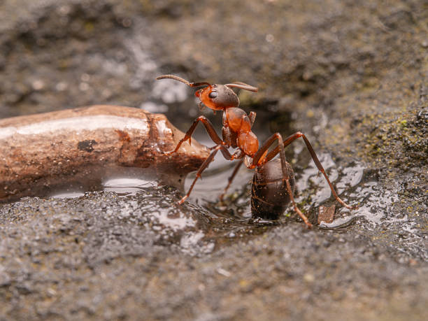 istock An ant sits upright next to a small body of water with its antennae erect. 2228362501