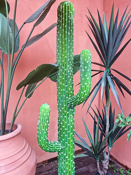 istock Stylish room interior with potted cacti 2228363025