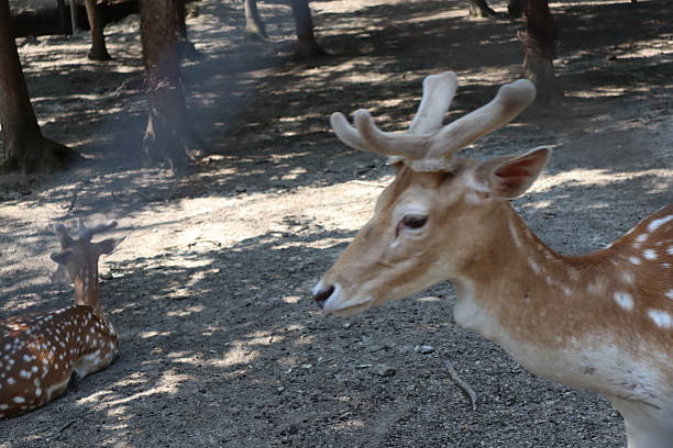 Kocaeli, Turkey - Jun 7, 2025: Spotted fallow deer portrait. Close up shot.