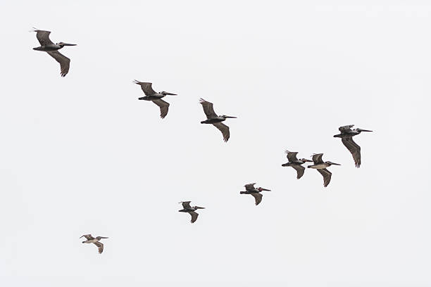 California Brown Pelicans in Flight