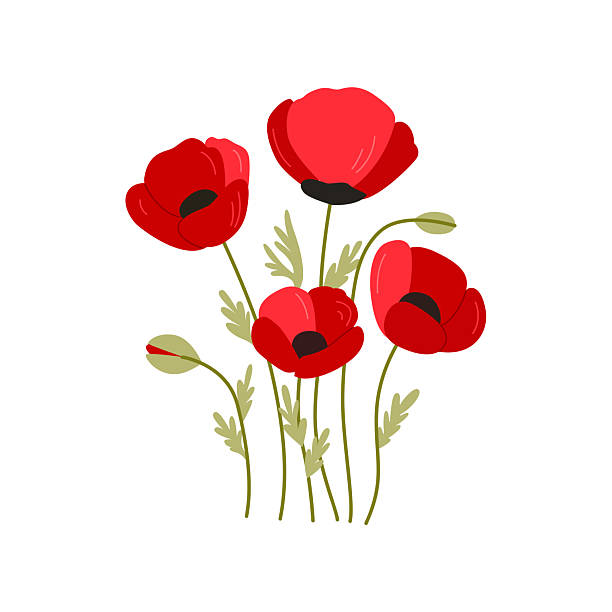 Hand drawn flat illustration of pretty red poppies with green leaves. Elegant and delicate floral design in soft botanical style. Perfect for cards, packaging, and prints.
