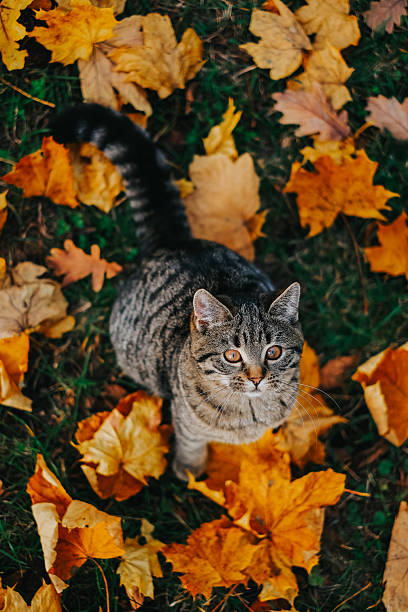 Cat Surrounded by Autumn Leaves Outdoors