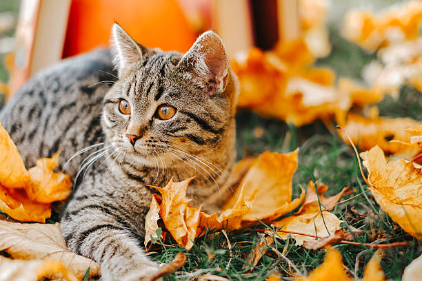 istock Striped Cat Lying on Autumn Leaves Outdoors 2228366413