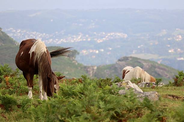 istock Wild horses during trekking - Ascain (64) 2228368458