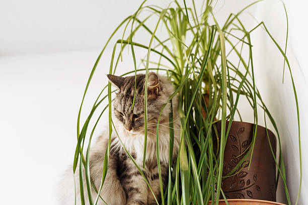 istock domestic cat eats house plant, cat grass, palm 2228368523