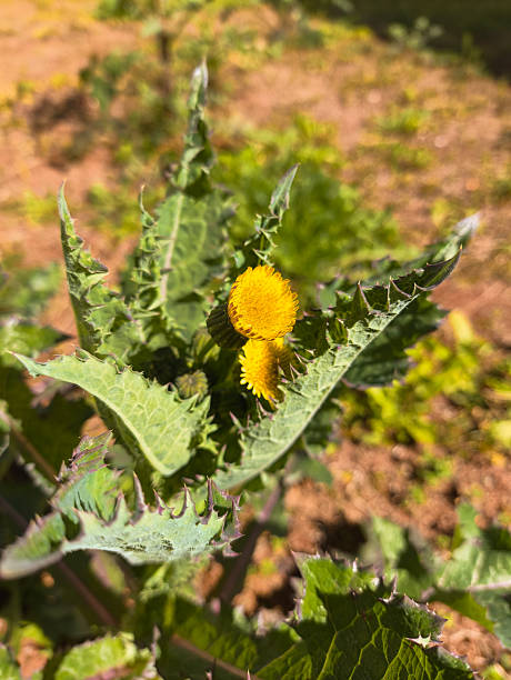 istock Dandelion yellow flower 2228368595